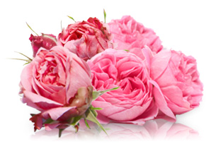f:id:punbaa123a:20170502141649j:plain f:id:punbaa123a:20170502141649j:plain