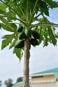 f:id:punbaa123a:20170502185446j:plain f:id:punbaa123a:20170502185446j:plain