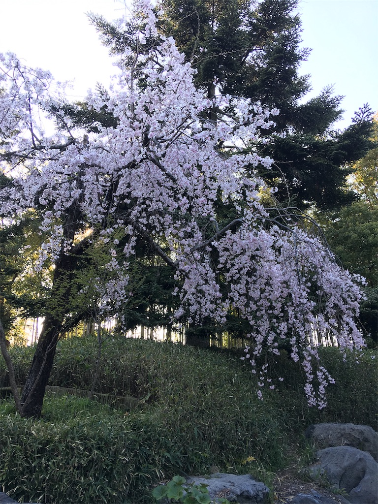 f:id:punich:20190405075840j:image