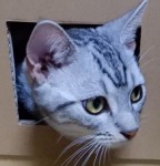 f:id:punkan:20180715083717j:plain