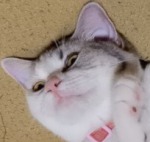 f:id:punkan:20180715083855j:plain