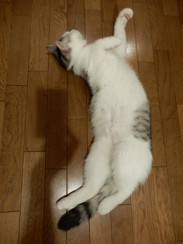 f:id:punkan:20180908194341j:plain f:id:punkan:20180908194341j:plain