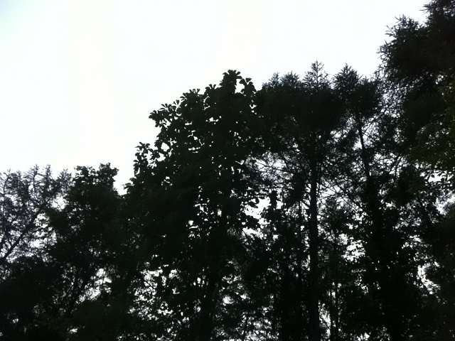 f:id:punpun117:20120727182711j:image:w360