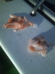 f:id:purari:20120904061716j:image