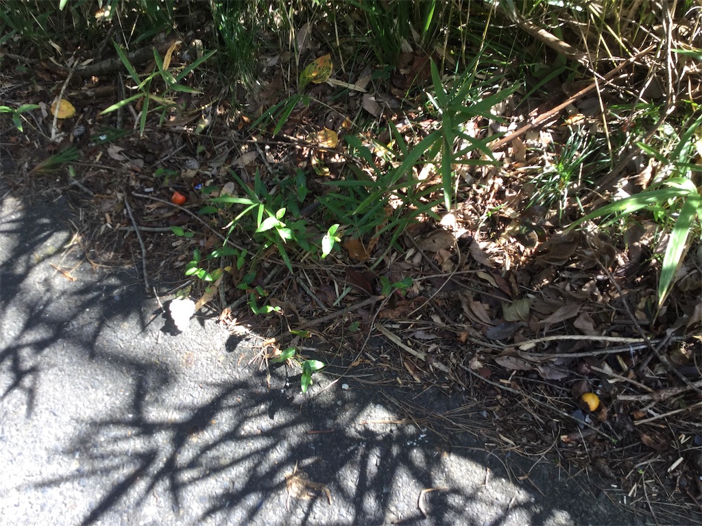 f:id:purelandwest:20181008195739j:image