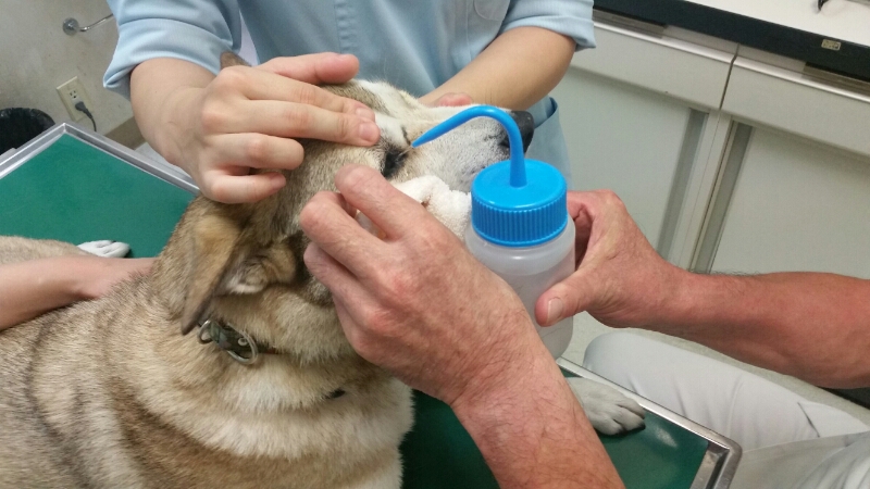 犬の病気で一番多い 目の病気は治るのか？ 愛犬に元気でいて欲しいから