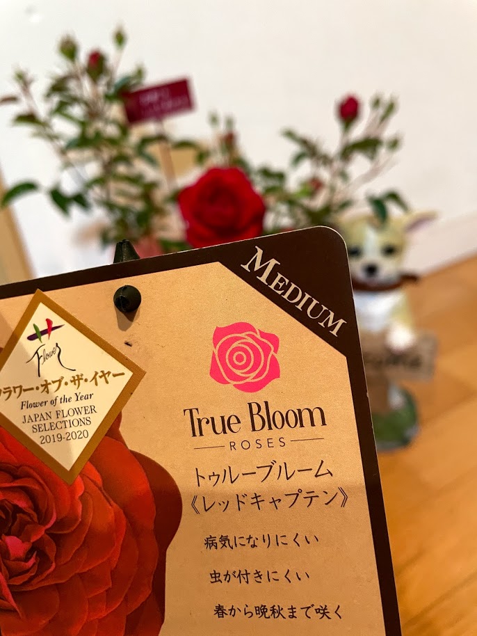 f:id:purikoko:20210513221340j:plain