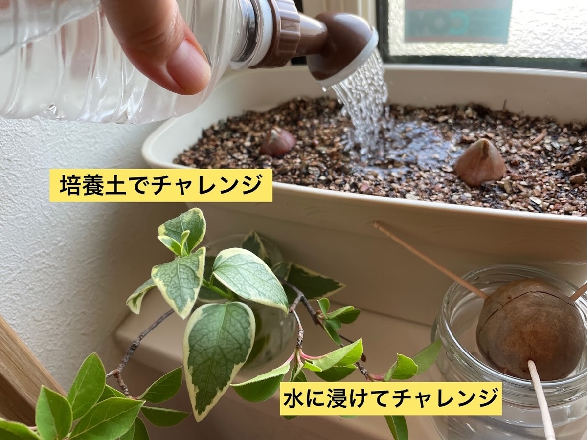 f:id:purikoko:20210613060928j:plain