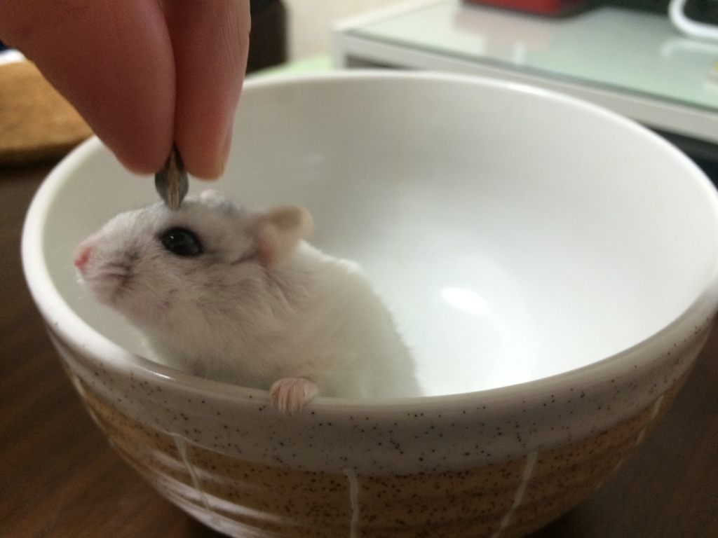 f:id:purimaro:20180625104607j:plain