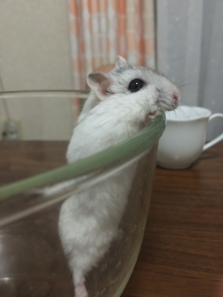f:id:purimaro:20180625163641j:plain