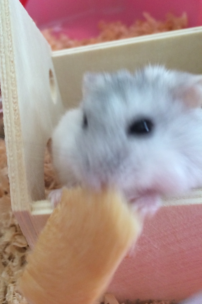 f:id:purimaro:20180627093525j:plain