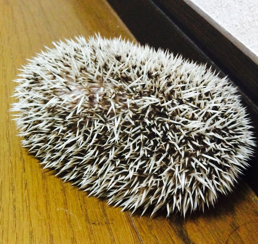 f:id:purimaro:20180707164040j:plain