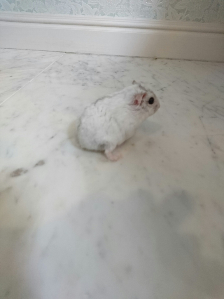 f:id:purimaro:20180802050718j:plain