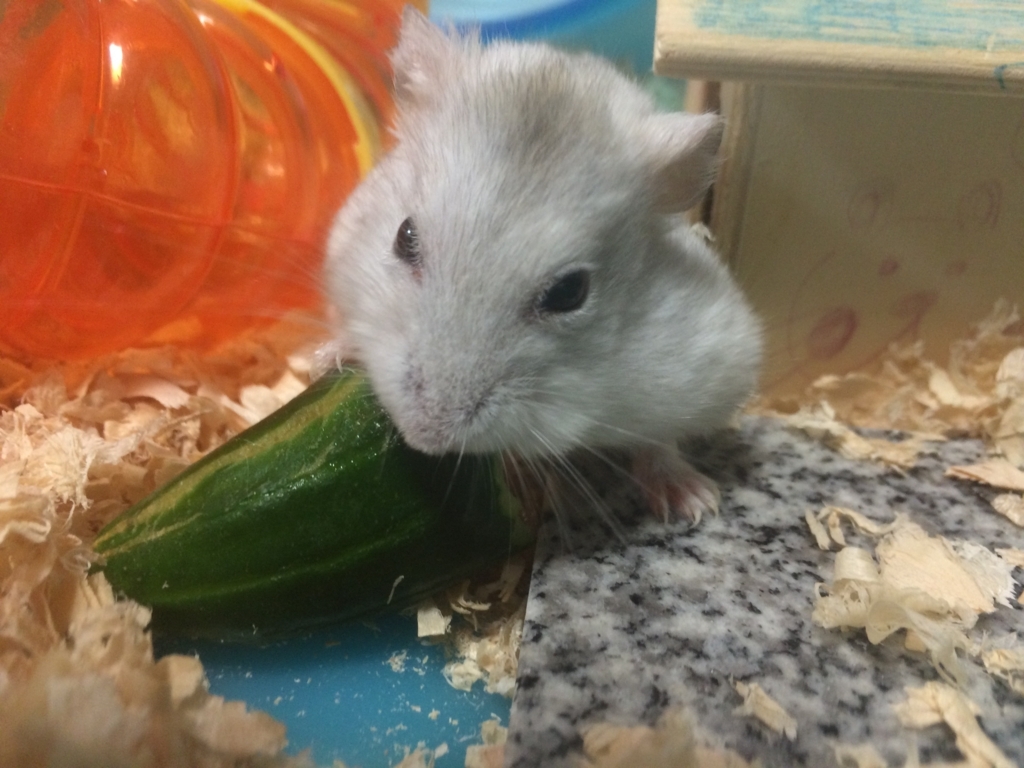 f:id:purimaro:20180802052936j:plain