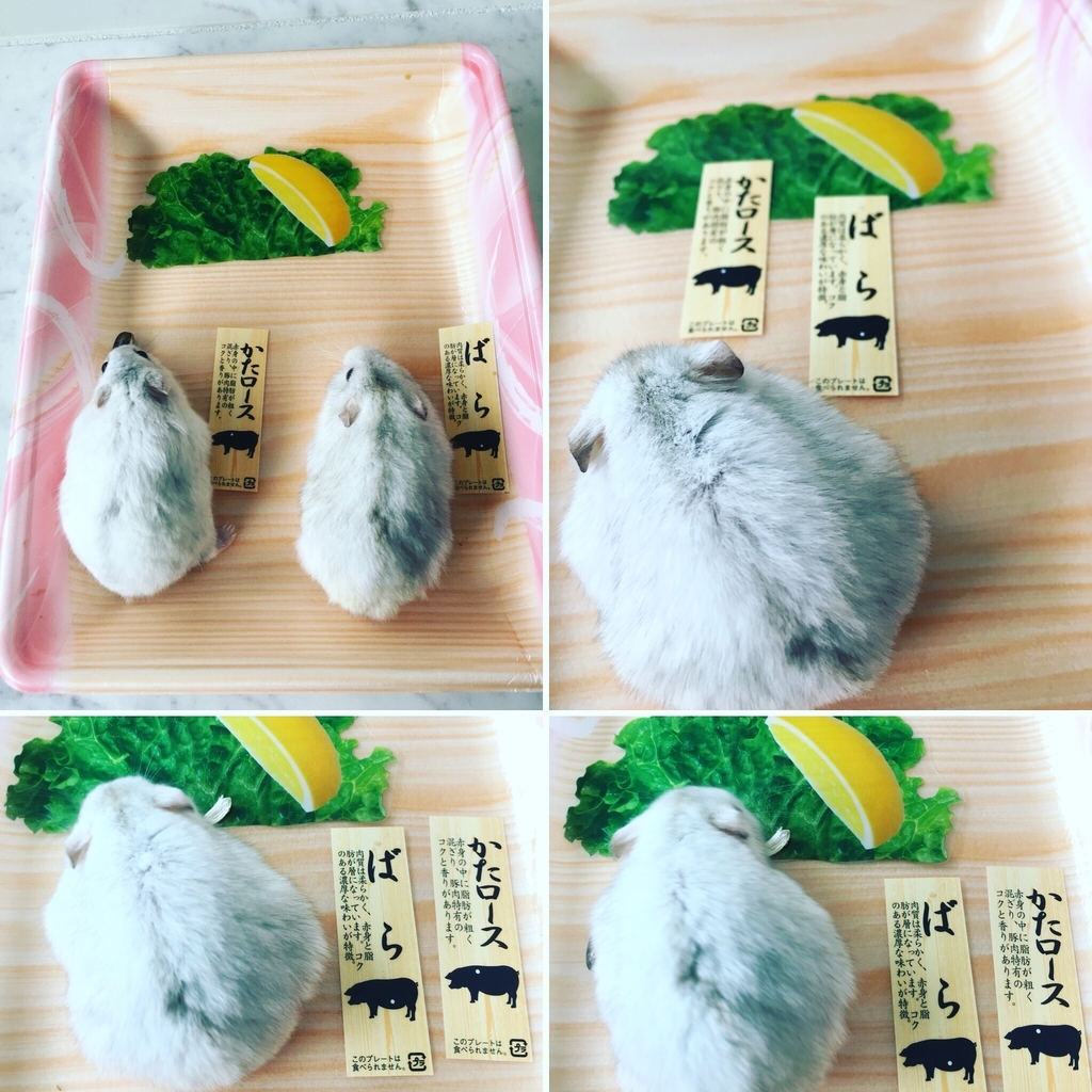 f:id:purimaro:20181108062945j:plain