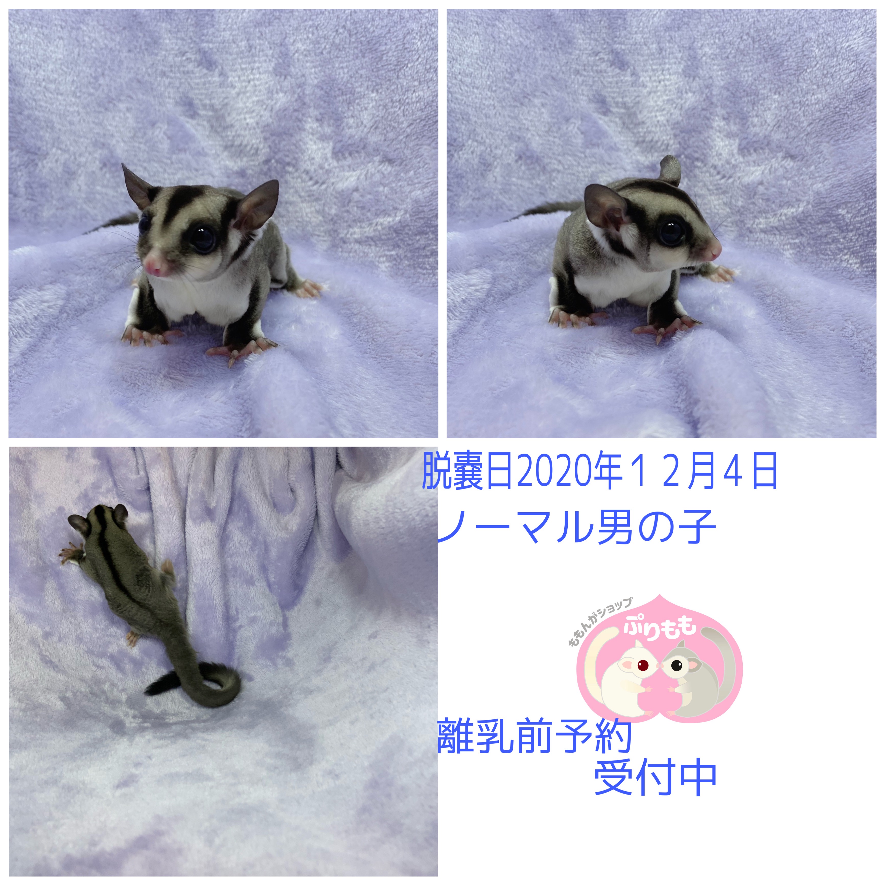 ご家族募集中のモモンガ ももんがショップぷりももblog