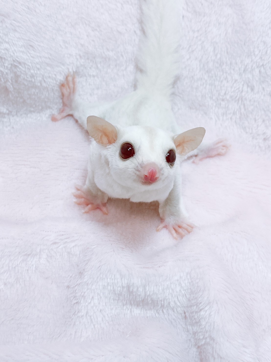 f:id:purimomo2020m:20210206094007j:plain