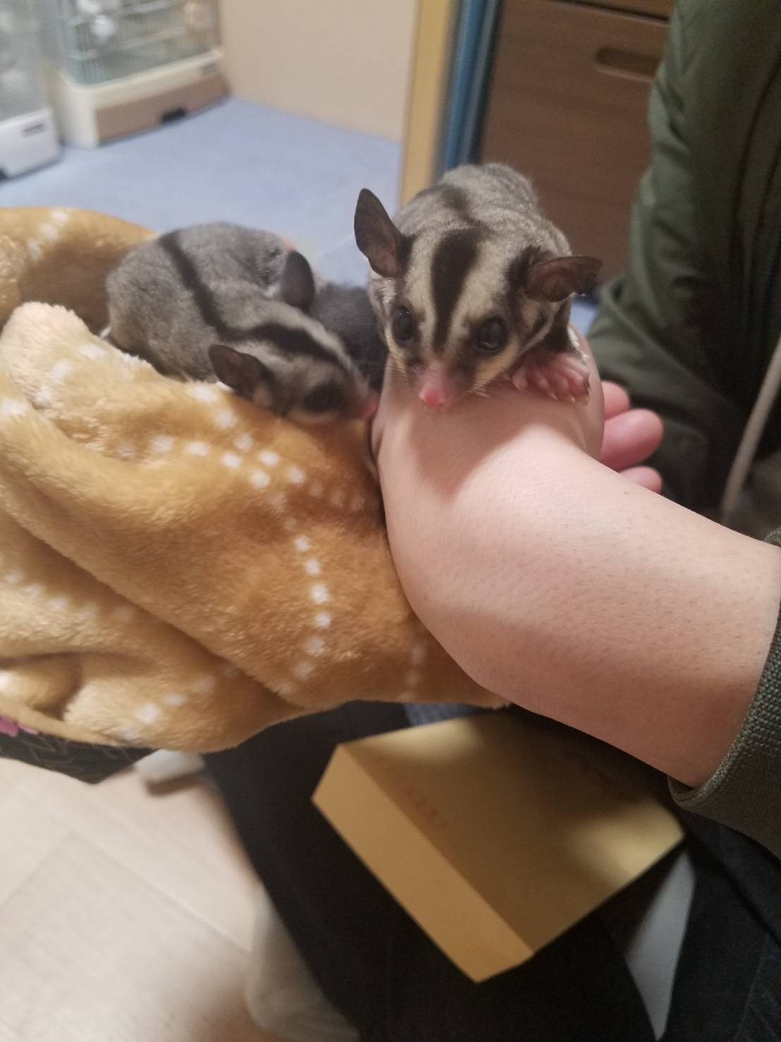 f:id:purimomo2020m:20210325221631j:plain