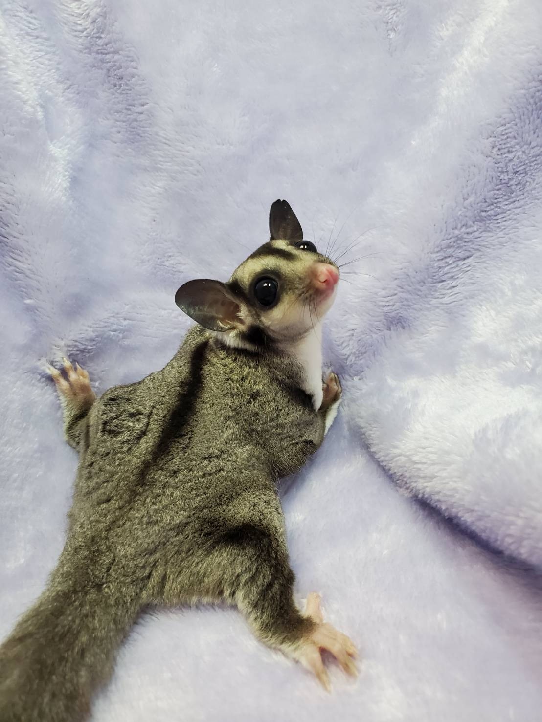 f:id:purimomo2020m:20210417064208j:plain