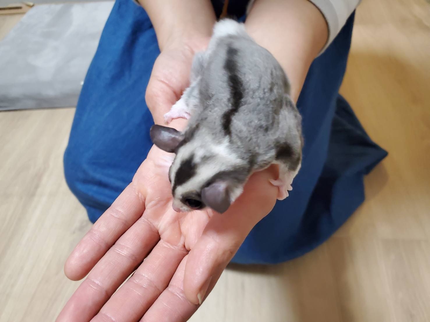 f:id:purimomo2020m:20210613143505j:plain