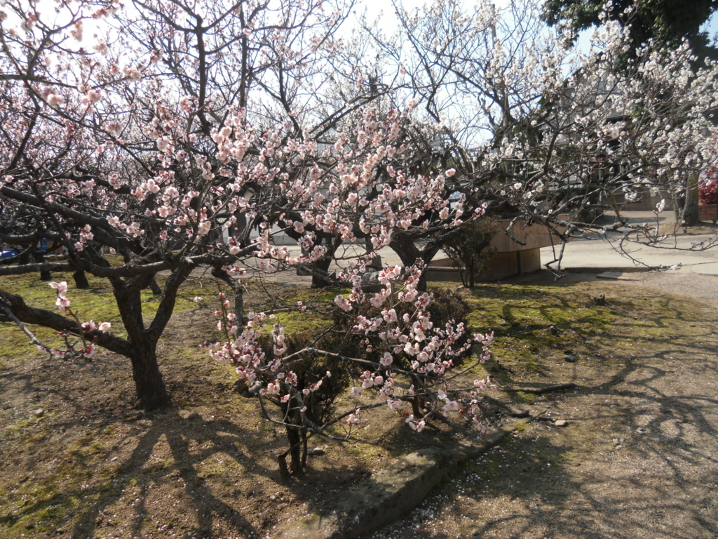 f:id:purin7:20170304131247j:plain f:id:purin7:20170304131247j:plain