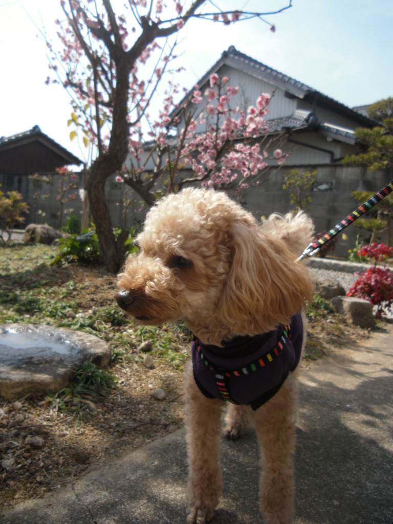 f:id:purin7:20170304132234j:plain f:id:purin7:20170304132234j:plain