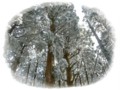 20120217190419
