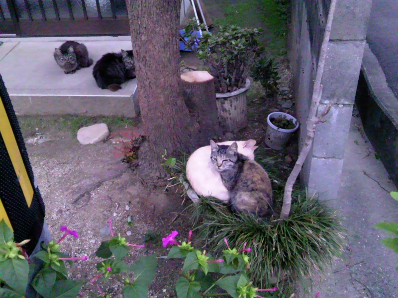 f:id:purinnohaha:20111102062331j:image