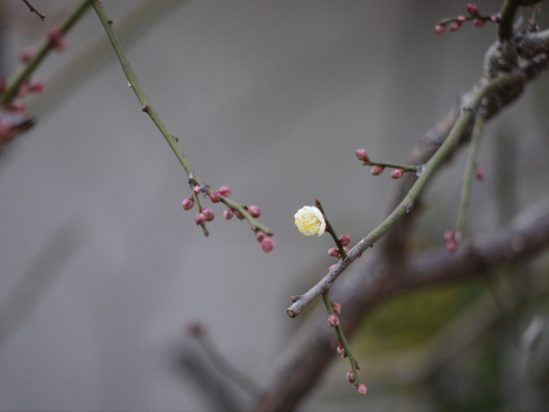 f:id:purinnohaha:20130118092257j:image