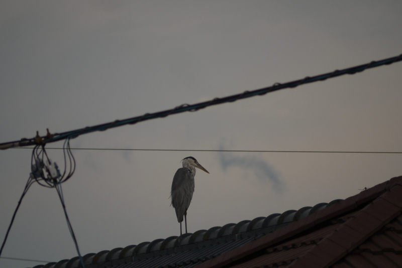 f:id:purinnohaha:20180813173054j:image f:id:purinnohaha:20180813173054j:image