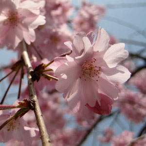f:id:puripuri74:20100406230122j:plain f:id:puripuri74:20100406230122j:plain