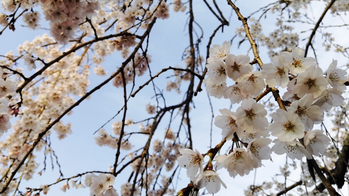 f:id:puripuri74:20190327165519j:plain f:id:puripuri74:20190327165519j:plain
