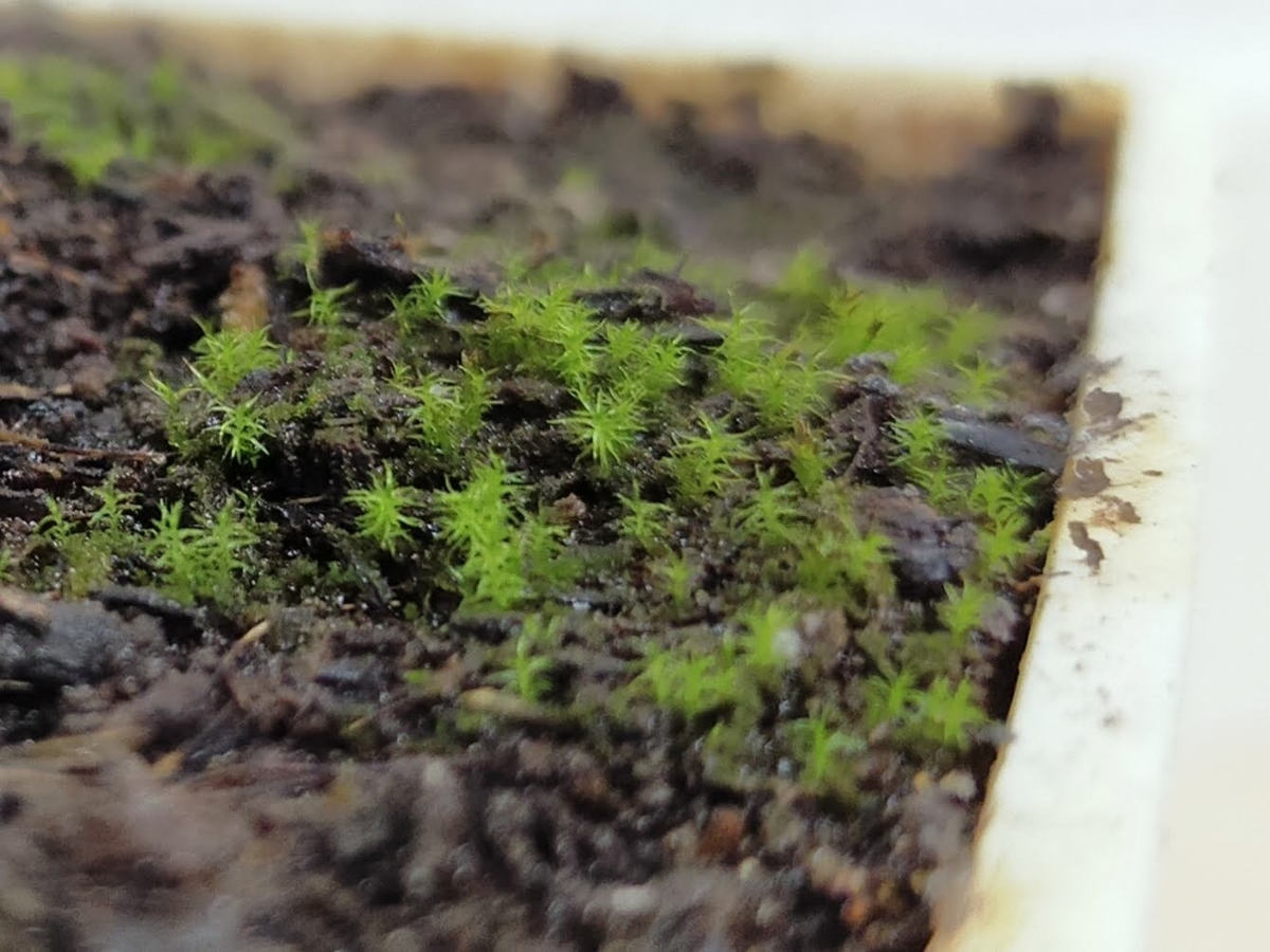 f:id:purple-karashi:20210913135856j:plain:w400