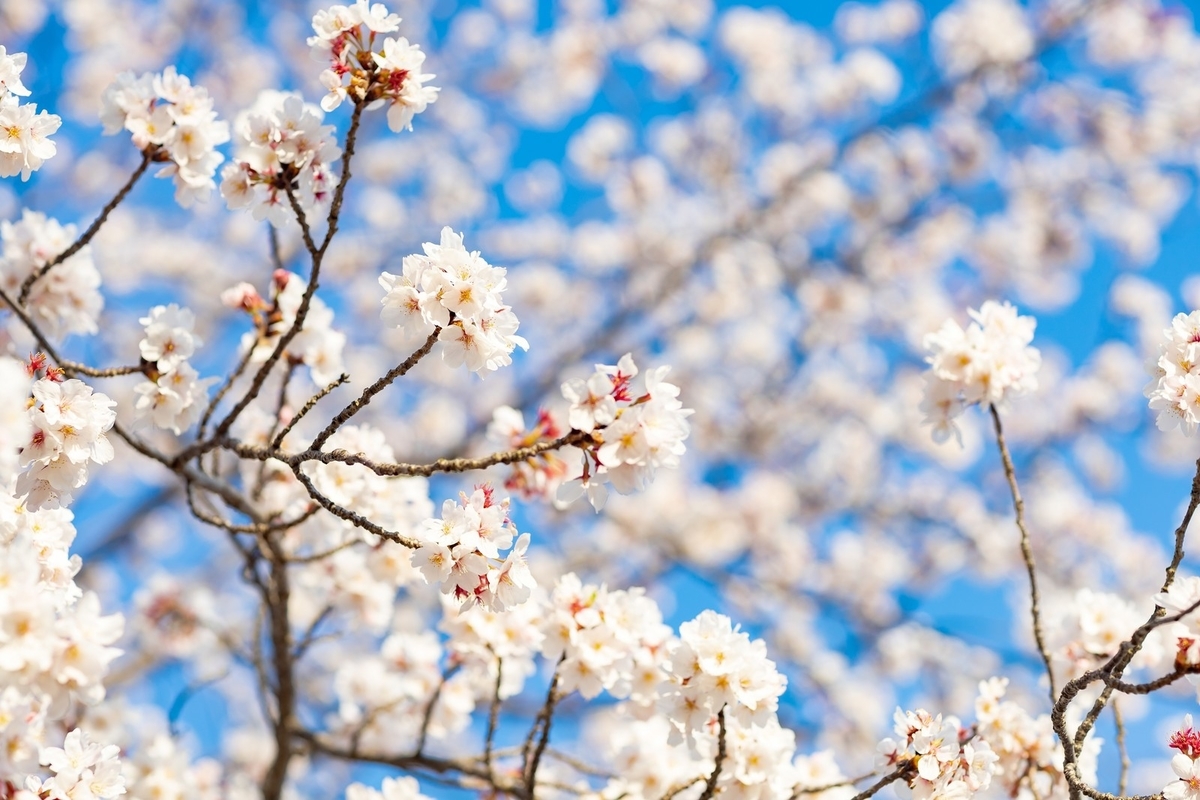 f:id:purpleoceansky:20200410131202j:plain f:id:purpleoceansky:20200410131202j:plain