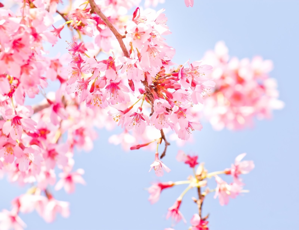 f:id:purpleoceansky:20200410133940j:plain f:id:purpleoceansky:20200410133940j:plain