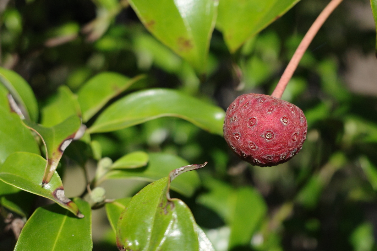 f:id:purplerainbow:20201013183938j:plain