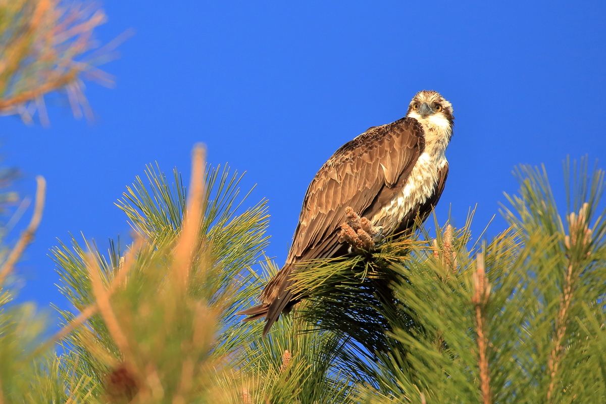 f:id:purplerainbow:20210121201504j:plain