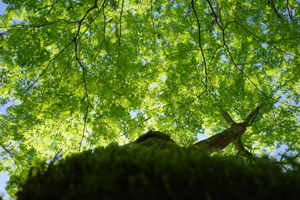 春のもみじは癒され緑 写真箱
