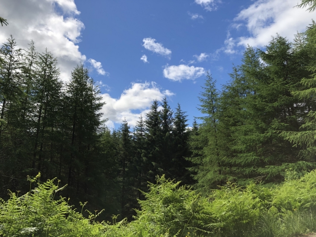 f:id:pursuitofrandomness:20180708215240j:plain f:id:pursuitofrandomness:20180708215240j:plain