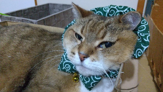 おめかし 唐草模様のシュシュ - 猫とわたしの気まま日記。