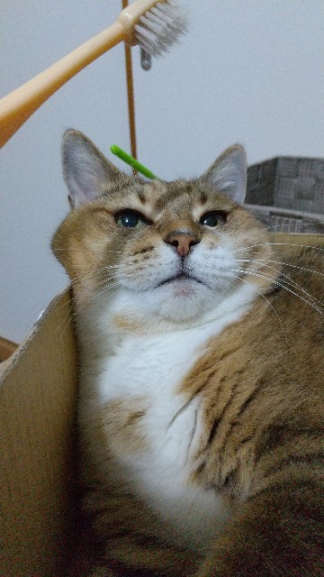 キリっとした顔もできるんです 猫とわたしの気まま日記