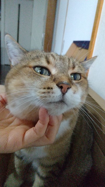 f:id:puru3919:20210520182121j:plain