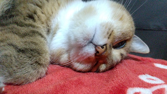 f:id:puru3919:20210520215946j:plain