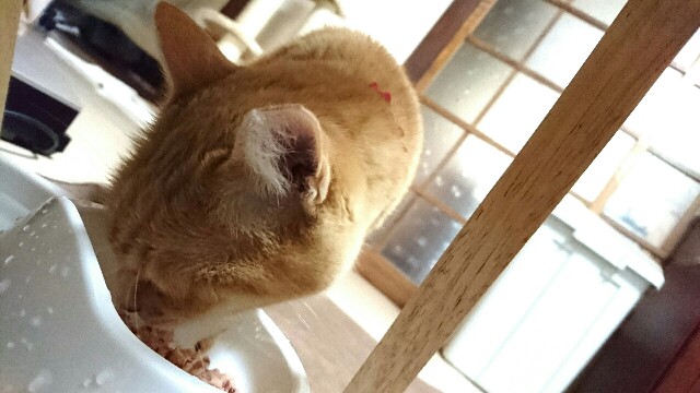 f:id:puruchang:20170403125629j:image f:id:puruchang:20170403125629j:image