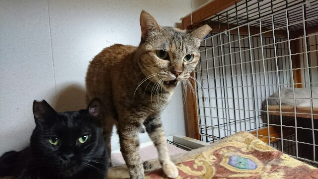 f:id:puruchang:20170820131134j:image