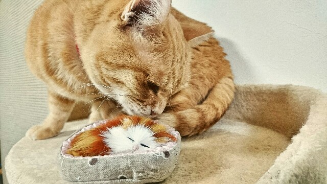 f:id:puruchang:20180104205902j:image