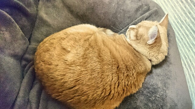 f:id:puruchang:20180104205927j:image