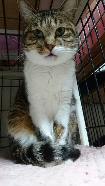 f:id:puruchang:20180117204930j:image