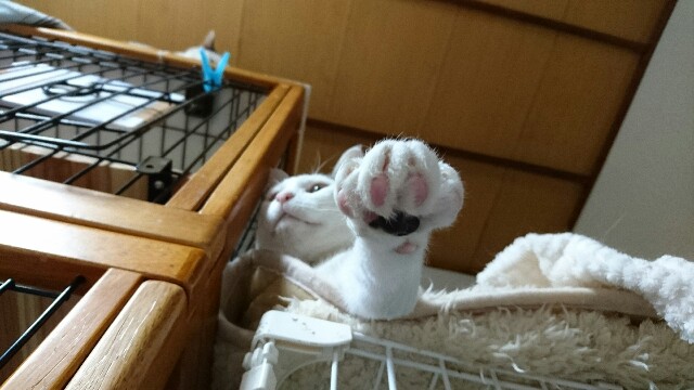 f:id:puruchang:20180117205526j:image