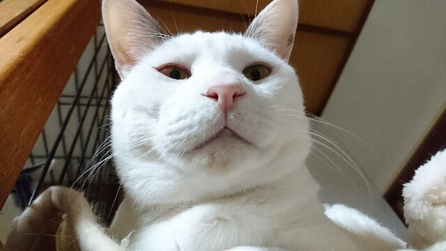 f:id:puruchang:20180117205846j:image